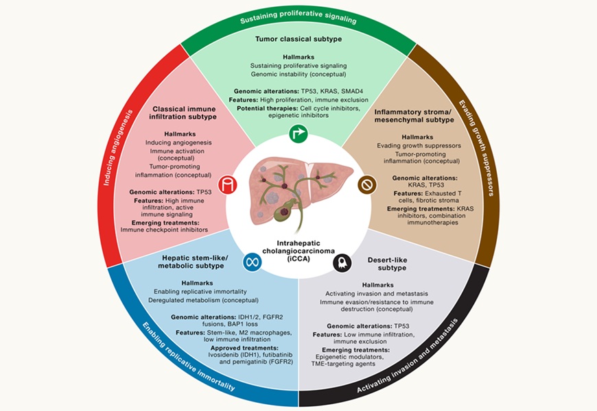 Image: Cancer hallmarks, molecular classes of iCCA, and therapies (Josep M. Llovet et al, Cell (2026). DOI: 10.1016/j.cell.2026.03.001)